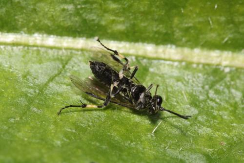 Macrophya sp.